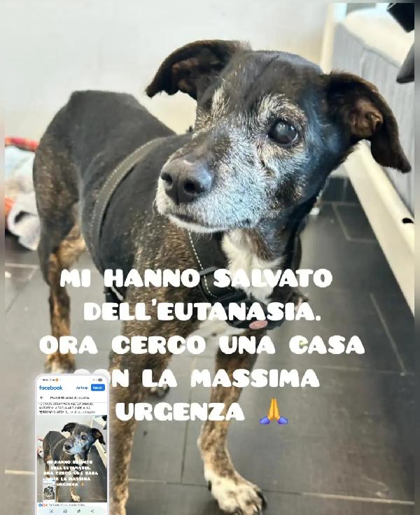 Stellina 14Anni Kg8 Salvata Dall Eutanasia!! Puglia